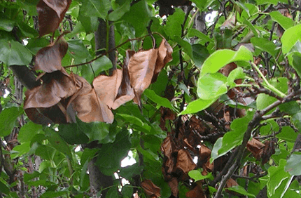 Pest And Disease Center Fire Blight Banner 1440X500