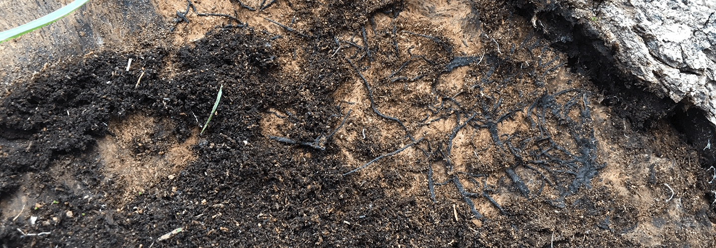 Pest And Disease Armillaria Mushrooms Banner 1440X500