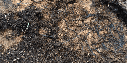 Phytophthora Bleeding Canker Identification & Treatment | Davey Tree