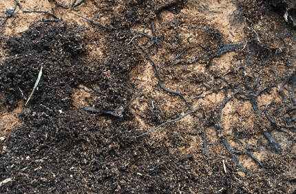 Pest And Disease Armillaria Mushrooms Banner 1440X500