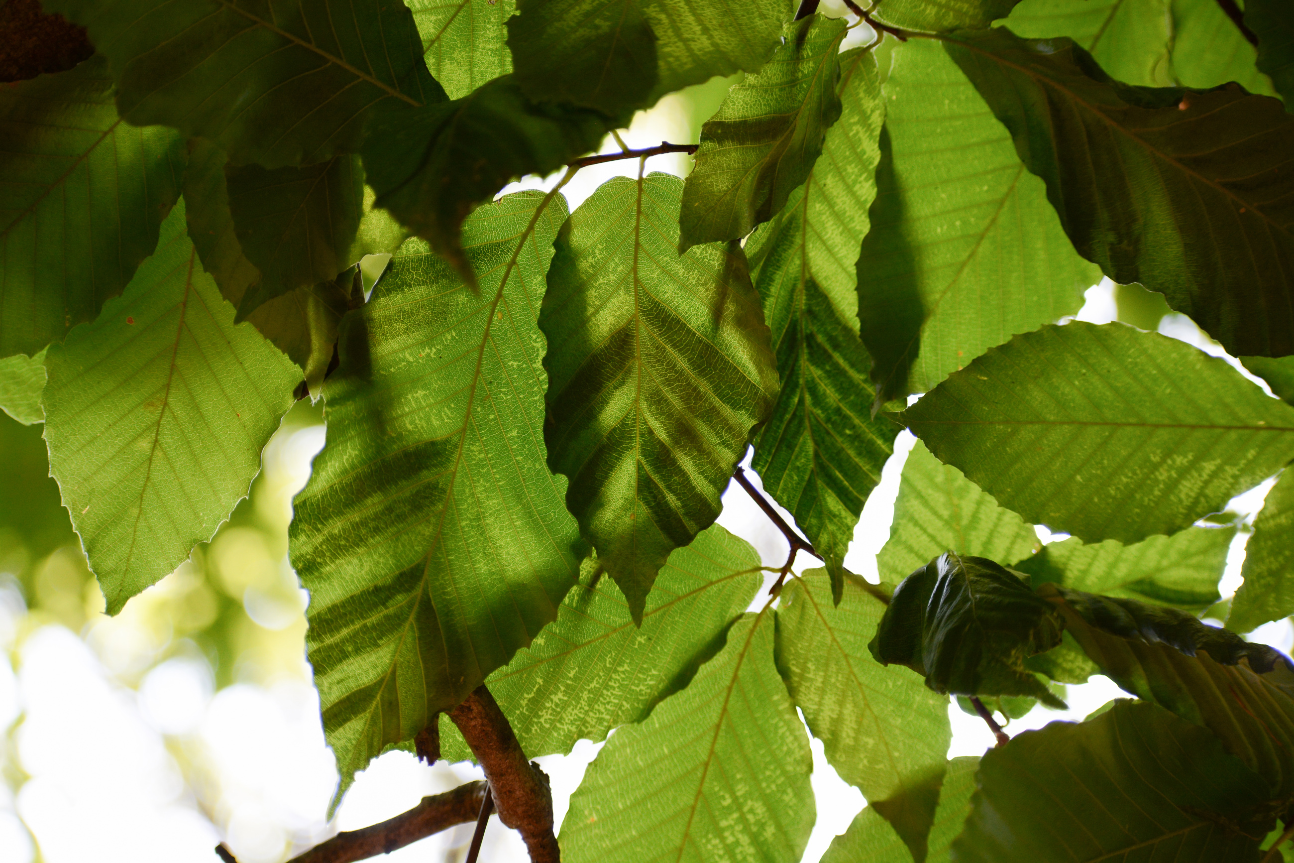 Adobestock 619639693 (1)