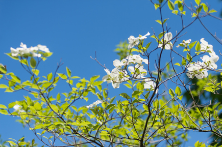 A close shot of a white-flowering tree branch in front of a blue sky.
