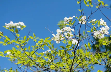 DSC 5300