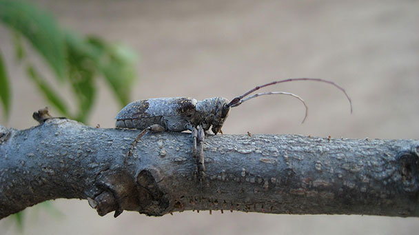 Pest And Disease Twig Girdler And Twig Pruner Sideimage3 608X341