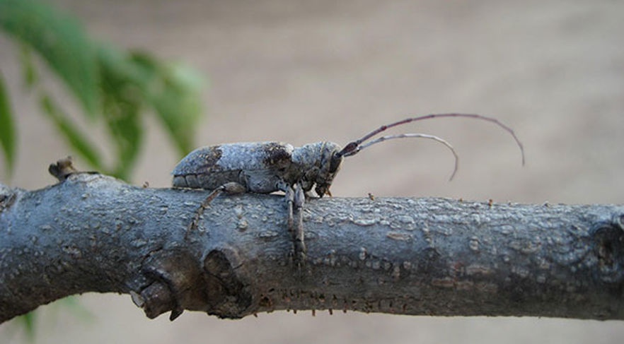 Girdler Insect Twig Girdler and Twig Pruner Beetles | Davey Tree