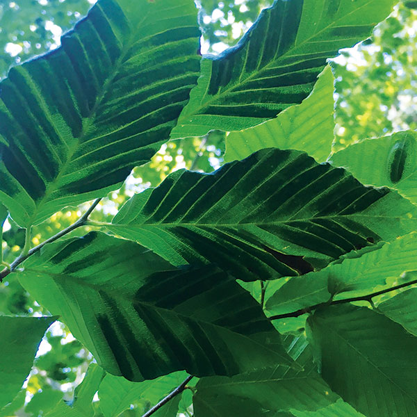 How To Treat Beech Leaf Disease