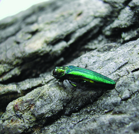EAB