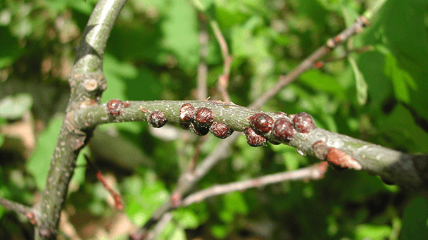 Pest And Disease Center Scale Insects Sideimage 608X341