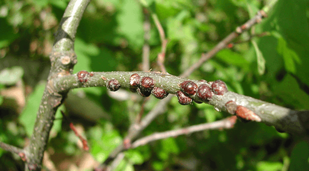 Scale Insect Identification & Control | Davey Tree