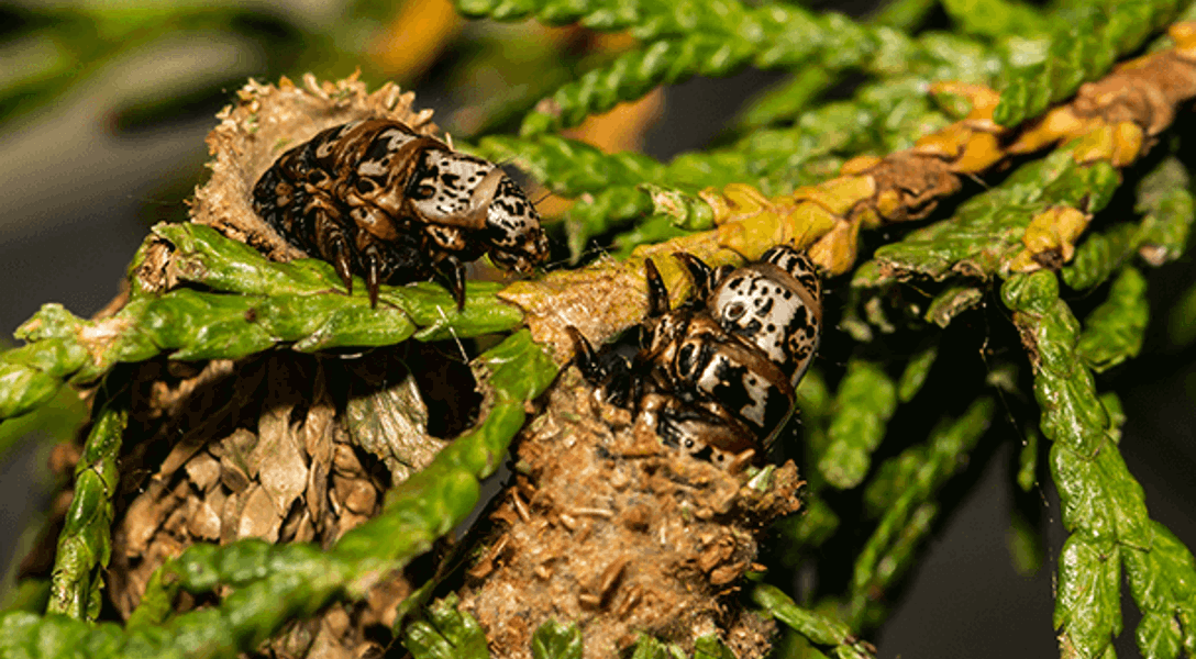 Bagworms: How to Get Rid of Bagworms | Davey Tree