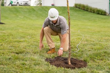 Davey arborist watering a tree.