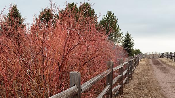 Environmental Pp High Line Canal Sideimage 608X341