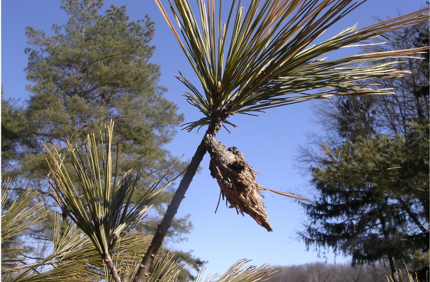 Bagworm