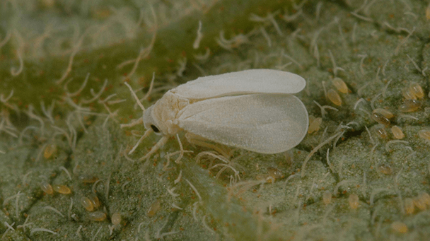 Pest And Disease Center Whiteflies Sideimage3 608X341