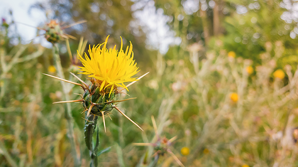 Nellis Air Force Sideimage 608X341