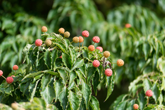 Small, colorful berries stemming from a green-leafed berry tree.