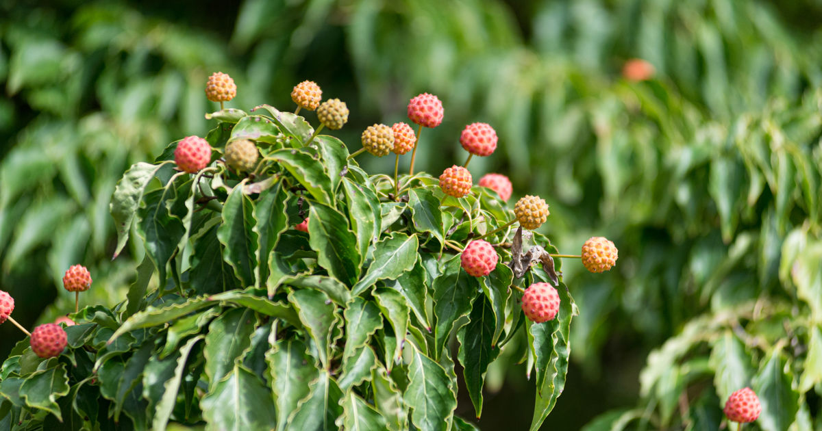 11 Fast-Growing Fruit Trees That Bring Homegrown Flavor | Davey Tree