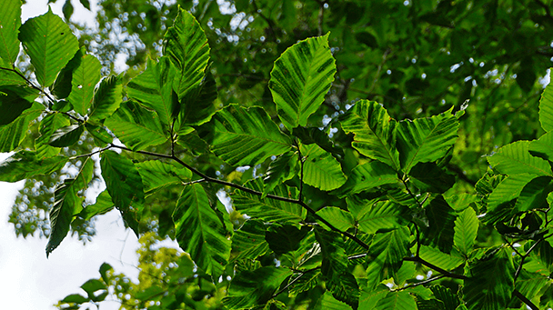 Beech Leaf Disease
