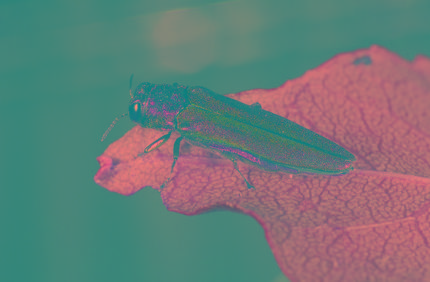 Eab Closeup