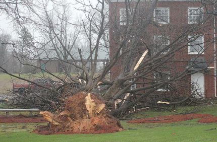 fallen tree