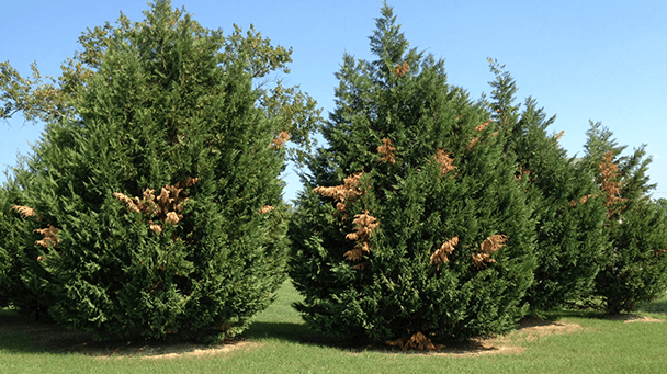Pest And Disease Canker Sideimage 608X341