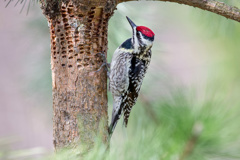 Yellow-bellied Sapsucker inspecting holes that it has drilled in a pine tree.