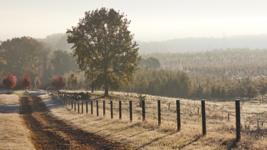 A dry and brown-colored field with trees and a fence in the background.