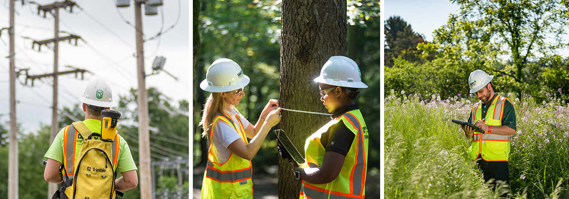 Tree Ecological Services Davey Resource Group Davey Tree