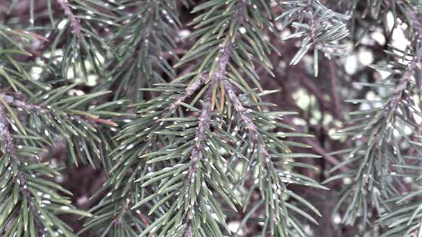 Pest And Disease Center Cytospora Canker Sideimage2 608X341