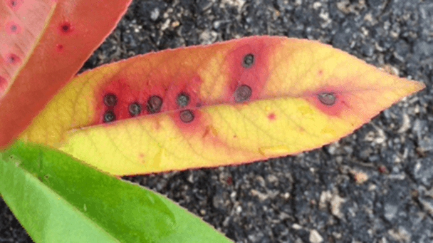 Pest And Disease Center Photinia Leaf Spot Sideimage2 608X341