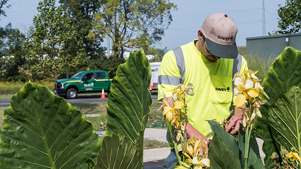 Commercial Blog Protecting Your Green Investments With A Plant Health Care Program Sideimage2 608X341