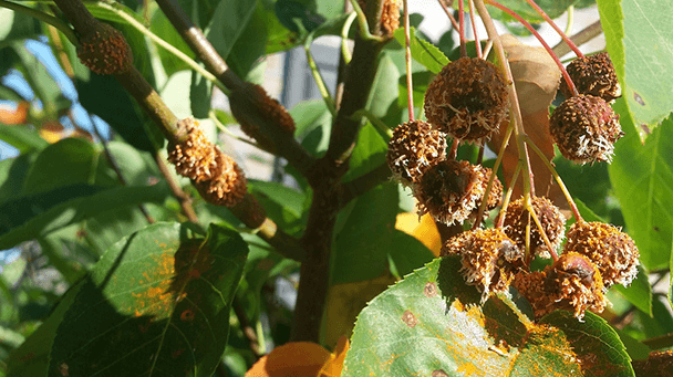 Pest And Disease Center Cedar Rust Sideimage3 608X341