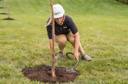 Tree Trimming & Pruning Services | Davey Tree