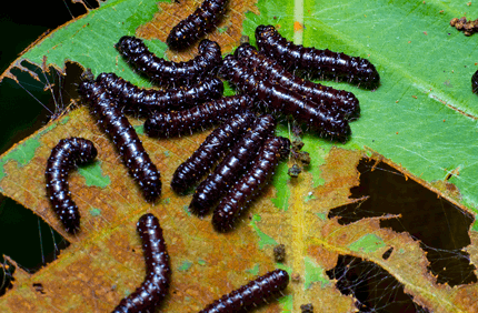 Pest And Disease Center Buck Moth Banner 1440X500