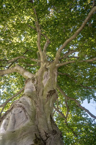 Photo of a beech tree