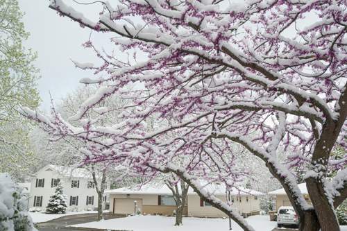 A pink-flowered tree covered in snow.