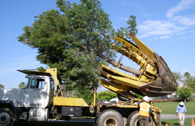 Large Tree Moving Indian Wells Golf Course