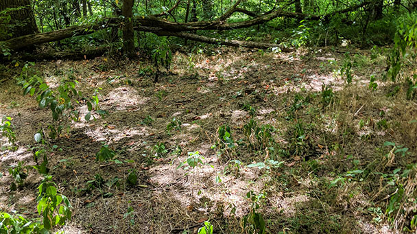 Project Profiles Hamilton Sideimage 608X3412