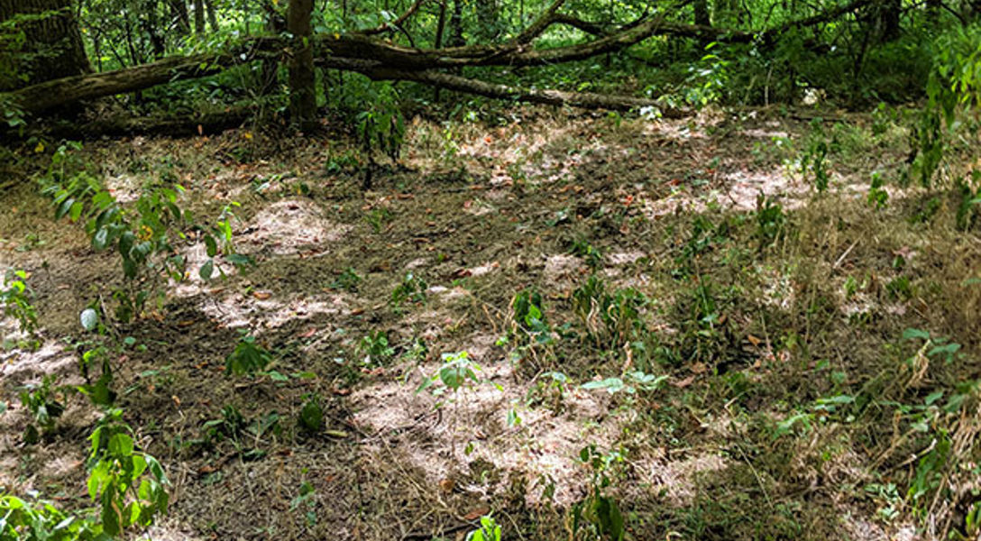 DRG Performs Invasive Species Control for Hamilton County, OH | Davey Tree