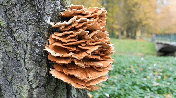 Pest And Disease Chicken Of The Woods Sideimage3 608X341