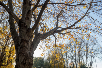 A large tree with many branches covered in yellow-and-orange leaves.
