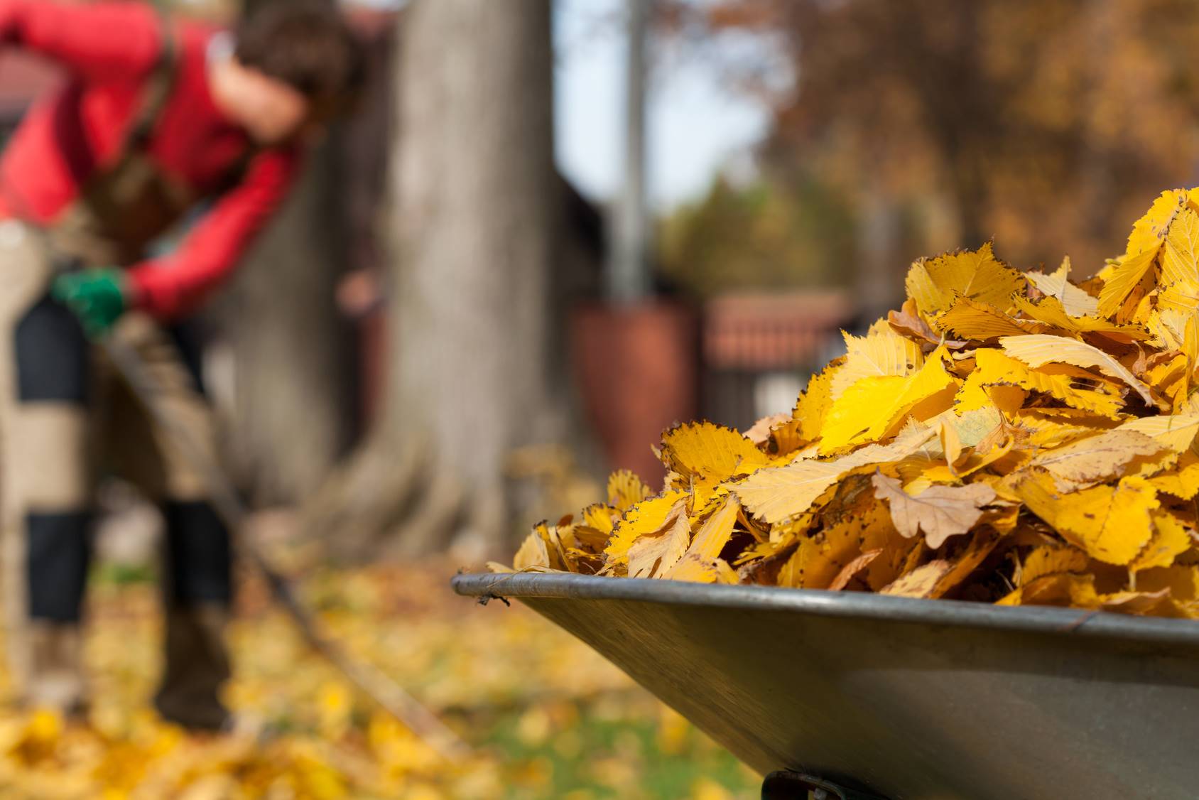 Winterizing Garden Raking Fall Leaves