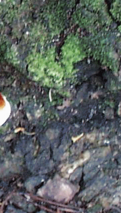 Ganoderma Butt Rot of Urban Trees | Davey Tree