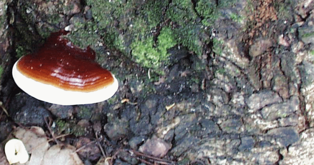 Ganoderma Rot Ganoderma Butt Rot of Urban Trees | Davey Tree