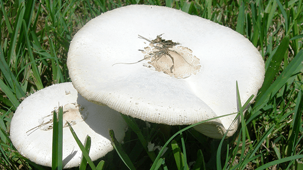 Pest And Disease Center Fairy Rings Sideimage2 608X341