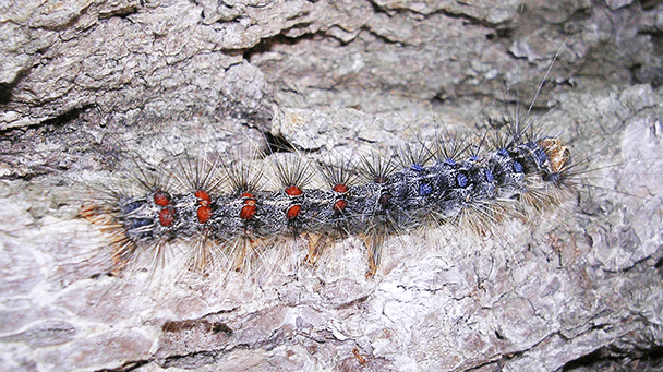 Pest And Disease Center Gypsy Moth Sideimage4 608X341