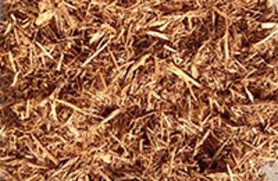 Cedar