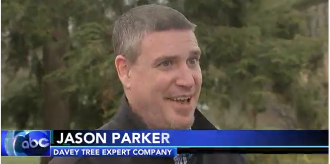 Experts wary of 'beech leaf disease' | Davey Tree