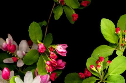 spring