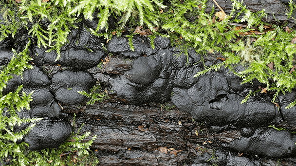 Pest And Disease Brittle Cinder Fungus Sideimage2 608X341